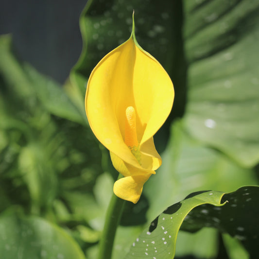Gelbe Calla - Bakker