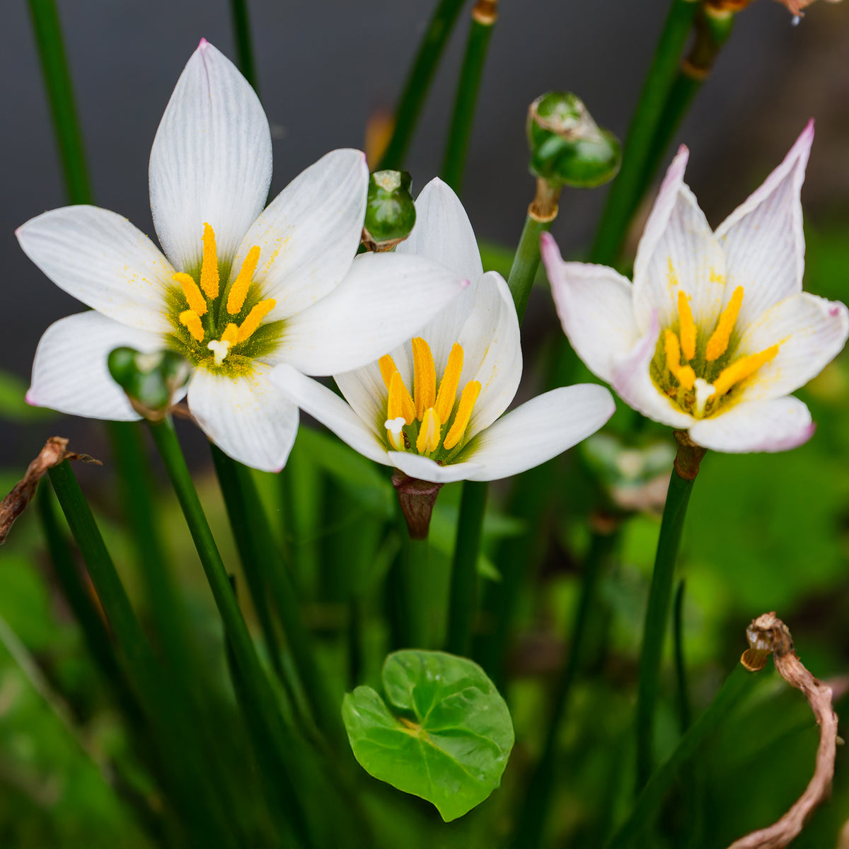 Weisse Windblume - Zephyranthes candida - Bakker