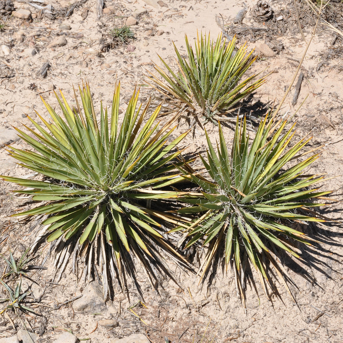 Zwillingsblütige Agave - Agave Geminiflora - Bakker