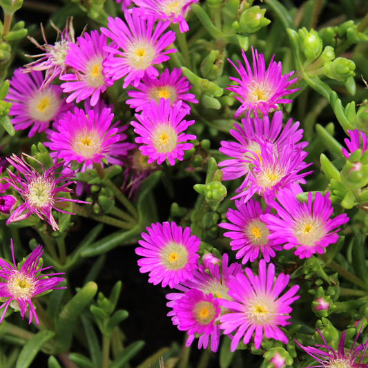 Mittagsblume Wheels of Wonder® Violet - Bakker