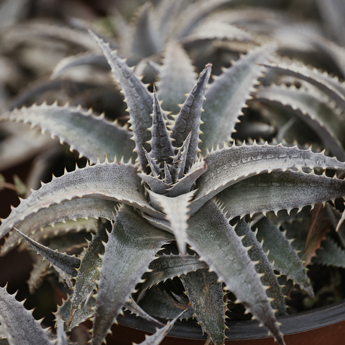 Dyckia Grand Marnier - Bakker