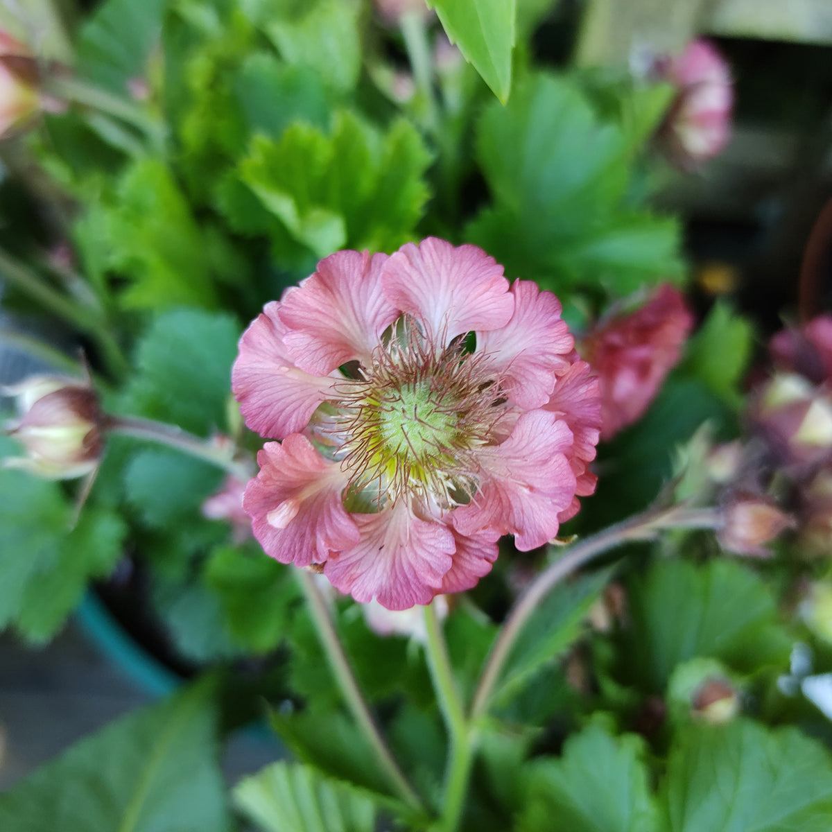 Nelkenwurz Pink Petticoats - Bakker