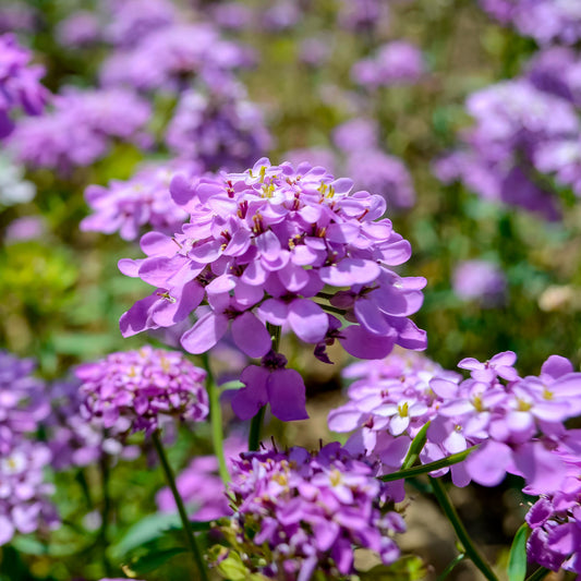 Immergrüne Schleifenblume Absolutely Amethyst - Bakker