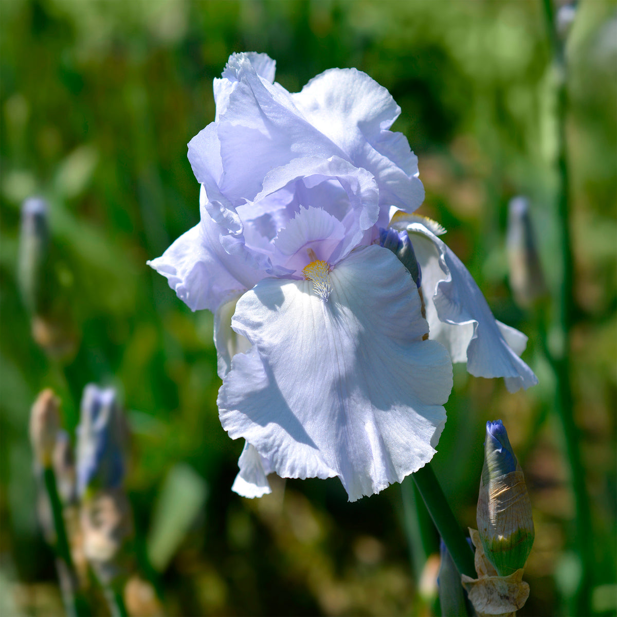 Schwertlilie Blue Sapphire - Bakker