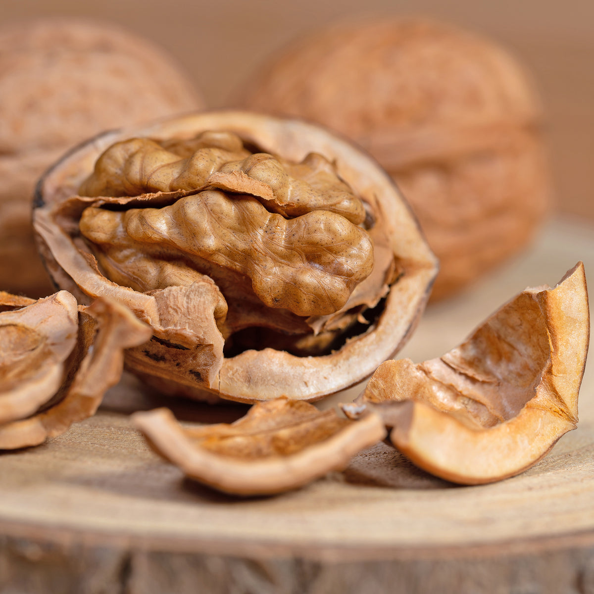 Juglans regia Buccaneer - Walnuss Buccaneer - Walnuss