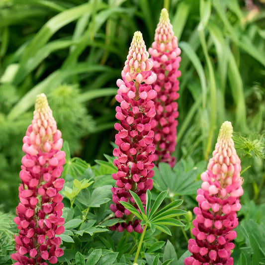 Lupine The Pages - Bakker