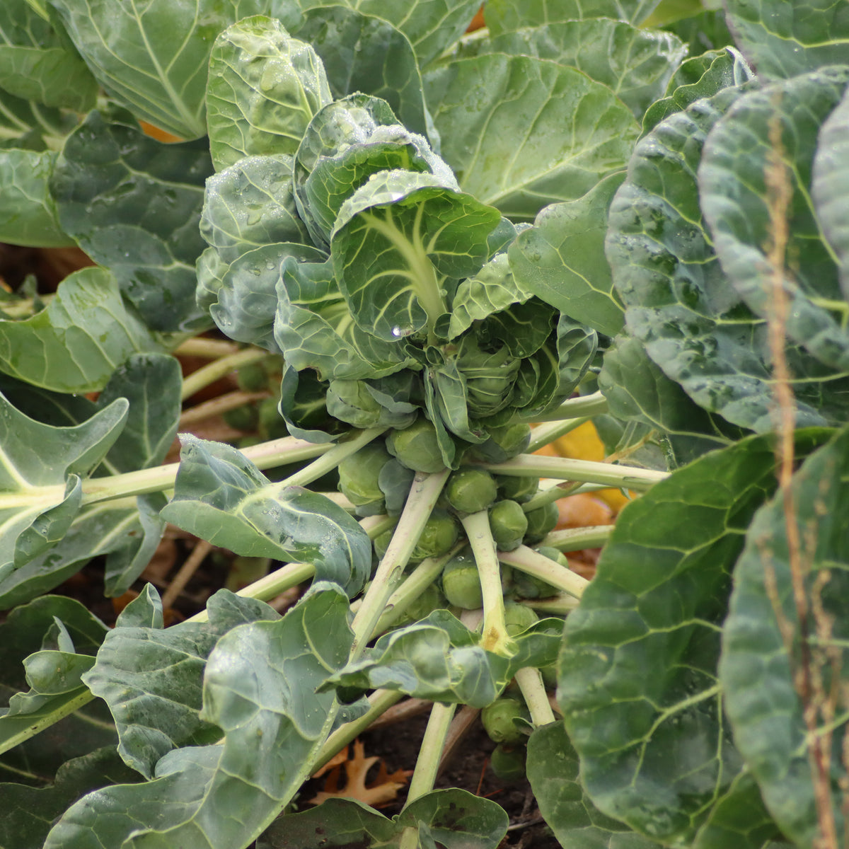 Rosenkohl Bright F1 - Brassica oleracea gemmifera Bright F1 - Bakker