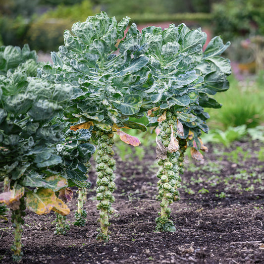 Rosenkohl Bright F1 - Bakker
