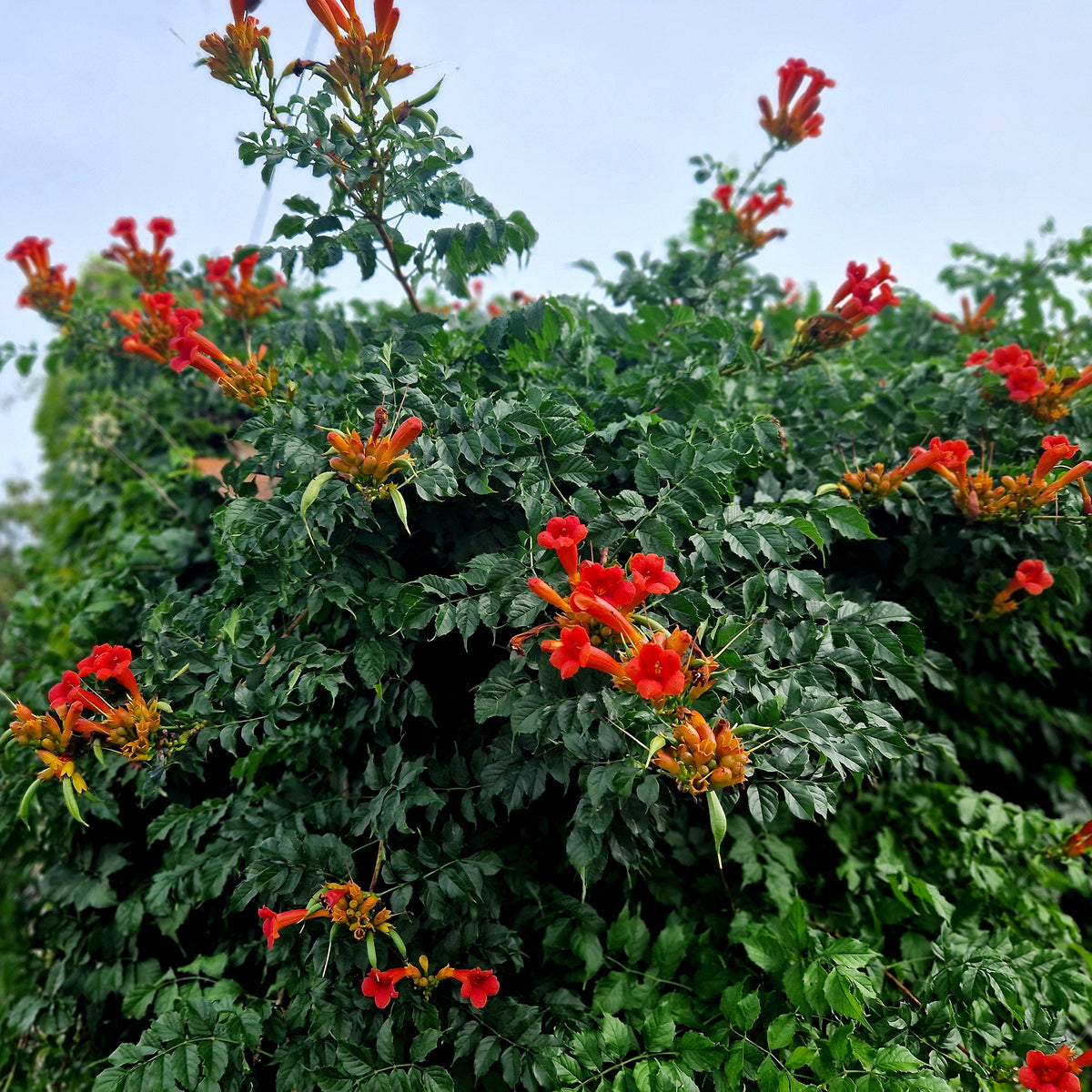 Trompetenblume EBONY & RED (Mincamroug) - Bakker