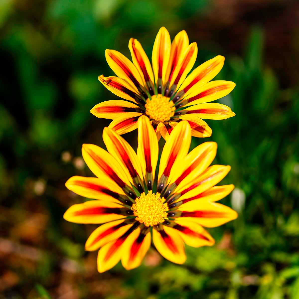 Gazania rigens Big Kiss Yellow Flame - Gazania Big Kiss Yellow Flame - Blumen für Terrasse und Balkon