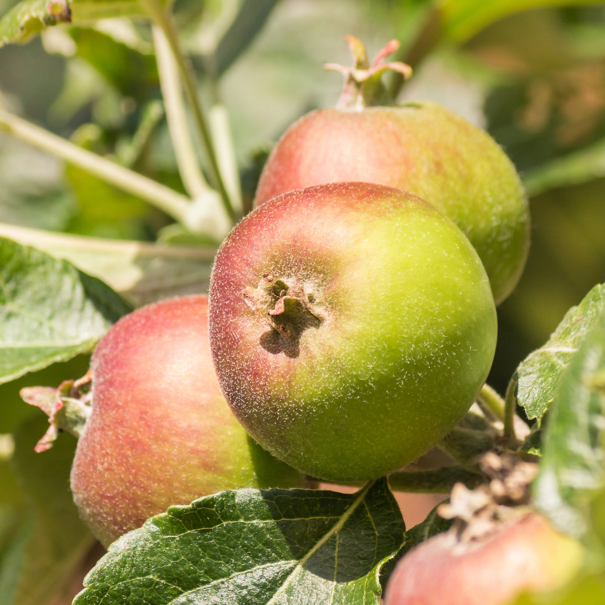 Apfel Braeburn - Bakker