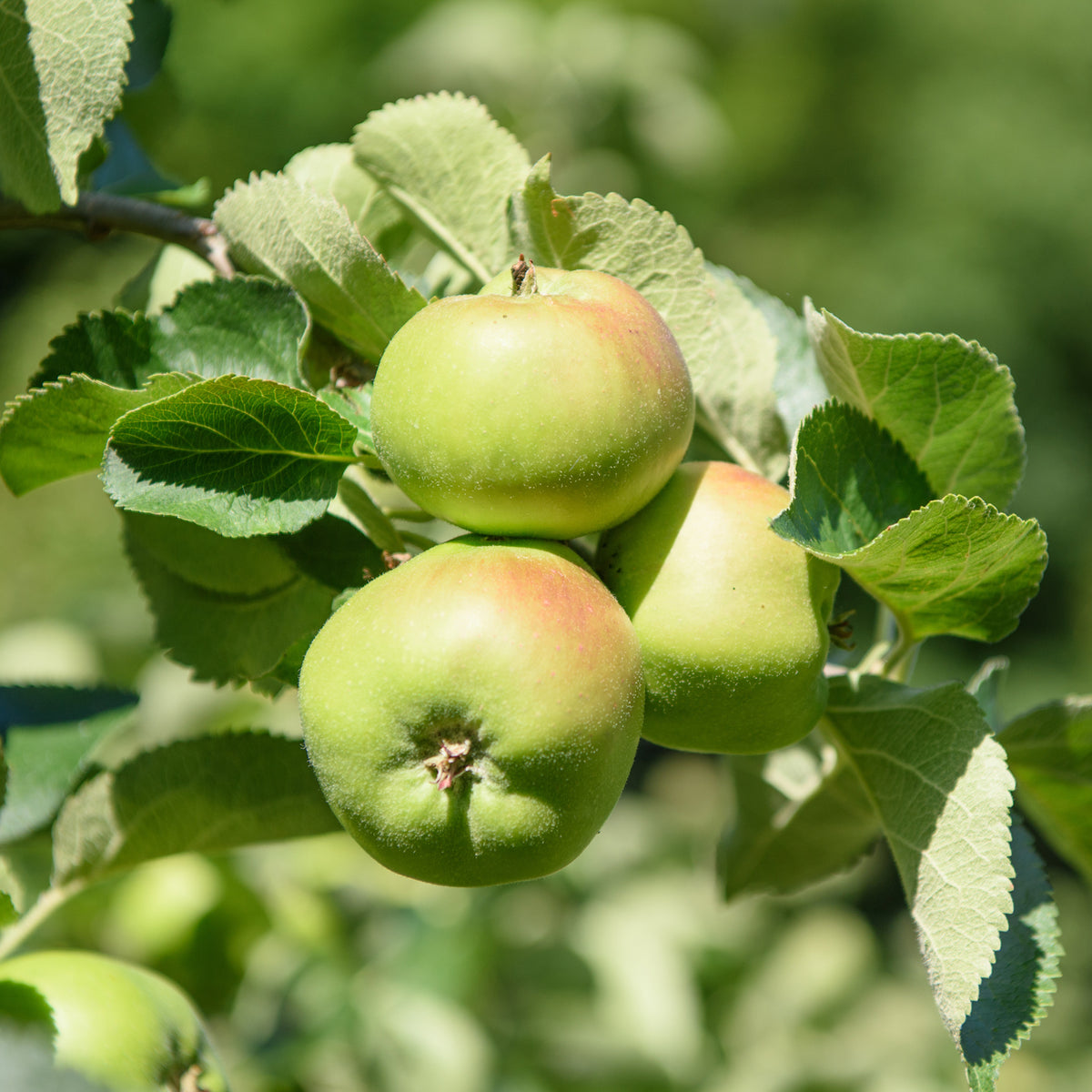 Apfel Bramleys Seedling - Malus domestica Bramley's Seedling - Bakker