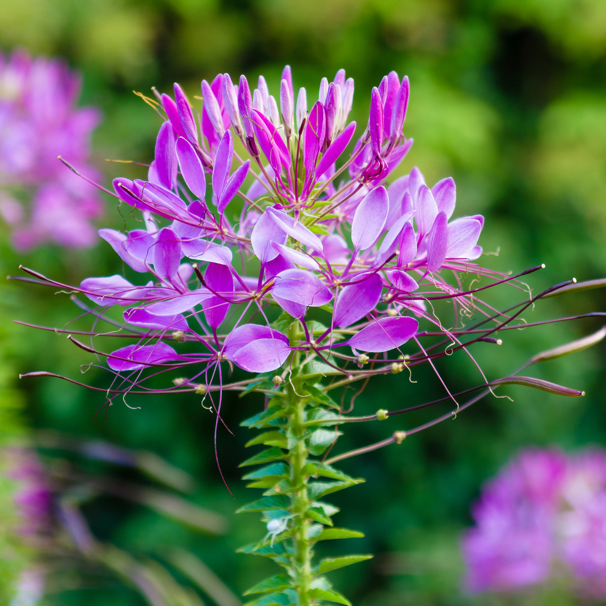 Cleome hassleriana Violet Queen - Spinnenblume Violet Queen - Cleome - Spinnenblume