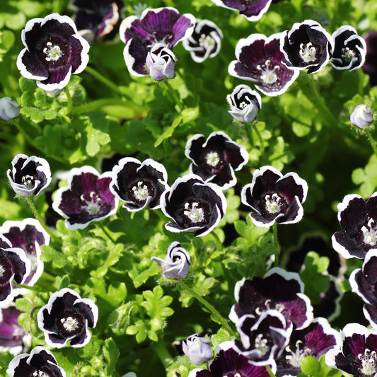 Hainblume Penny Black - Bakker