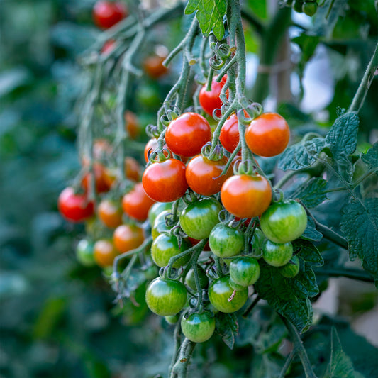 Tomate Gardeners Delight - Bakker