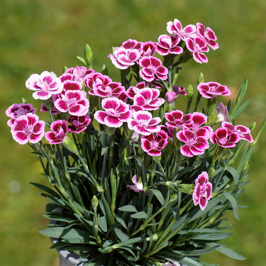 Nelke Pink Kisses - Bakker