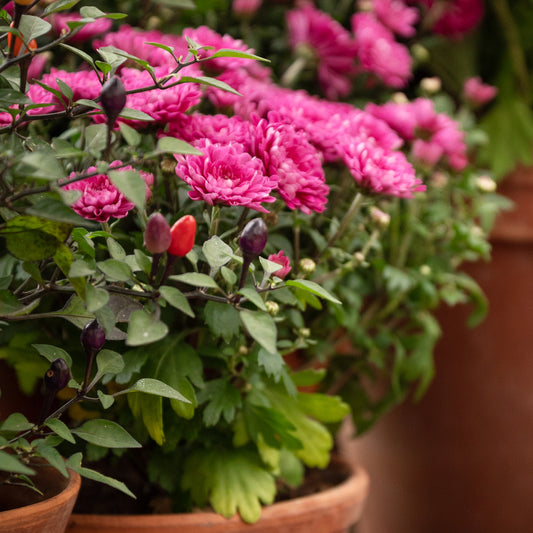 Chrysantheme Fuchsia - Bakker