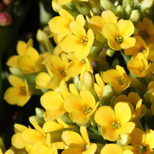 Kalanchoe Gelb - Bakker