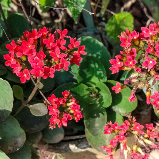 Kalanchoe Rot - Bakker