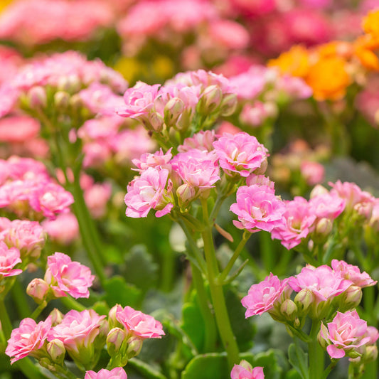 Kalanchoe Rosa - Bakker