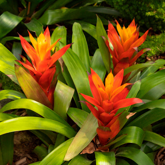 Bromelie Orange - Bakker