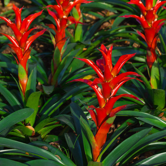 Bromelie Rot - Bakker