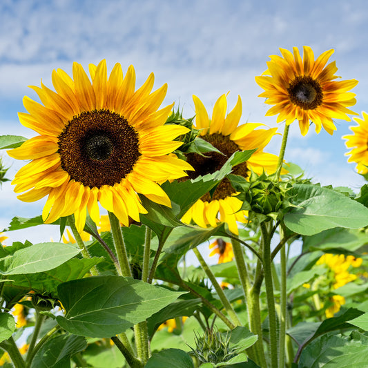 Sonnenblume - Bakker