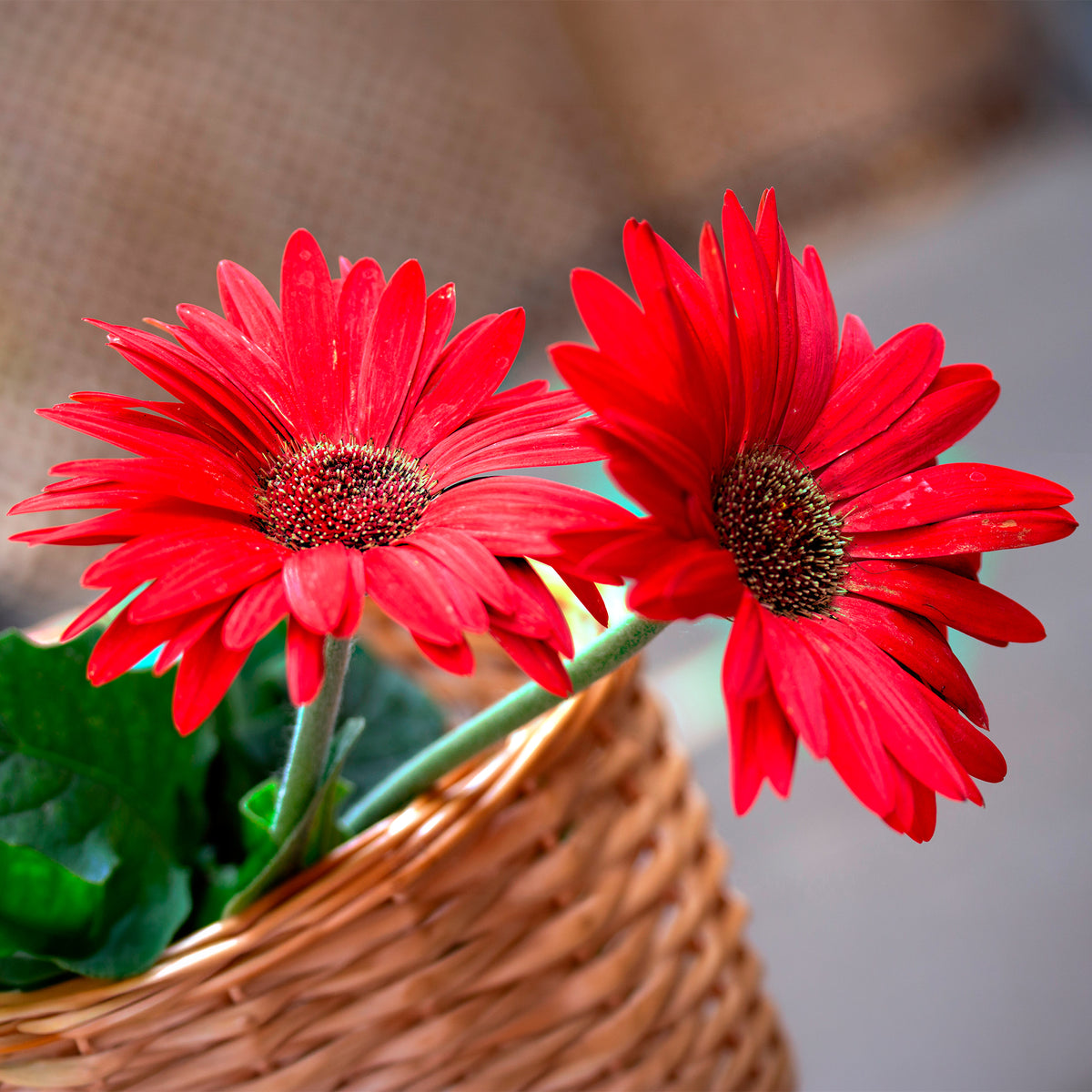 Gerbera Rot
