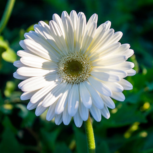 Gerbera Weiß - Bakker