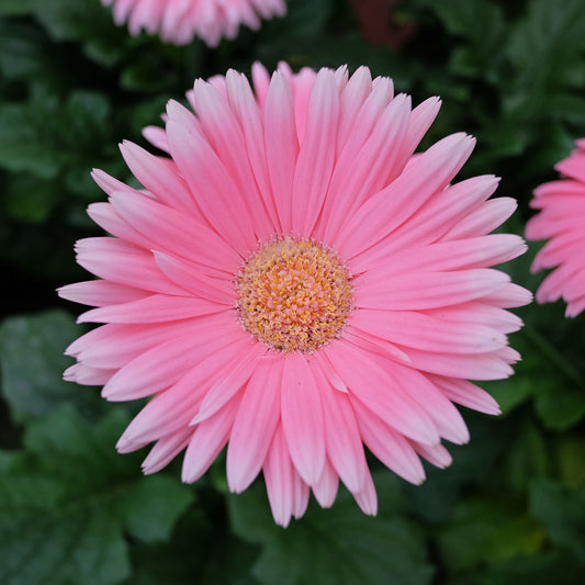 Gerbera Rosa - Bakker