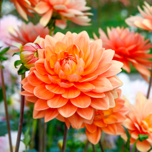 Dahlie Orange - Bakker