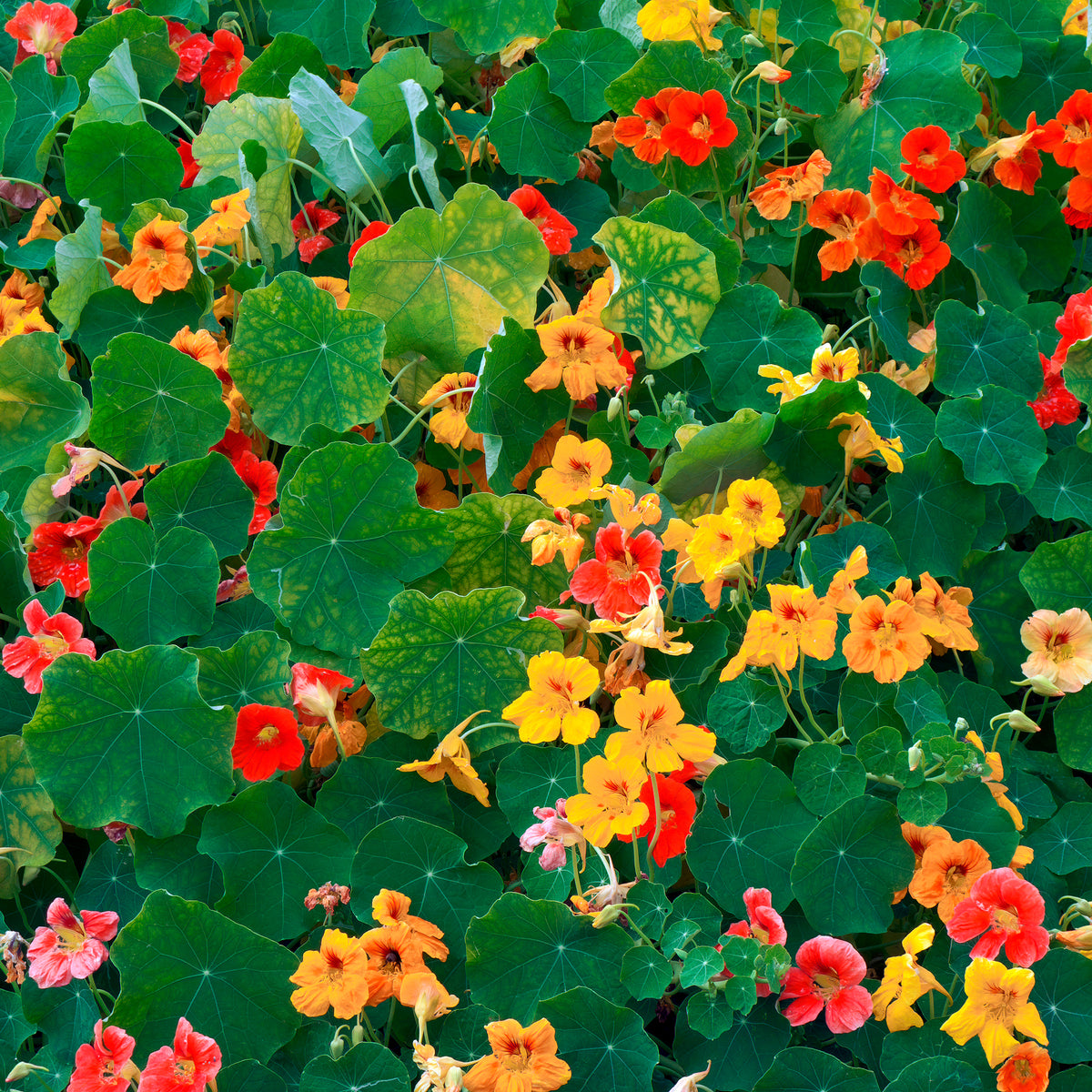 Gele Oost-Indische kers - Tropaeolum majus - Bakker