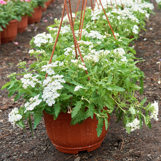 Witte verbena - Bakker