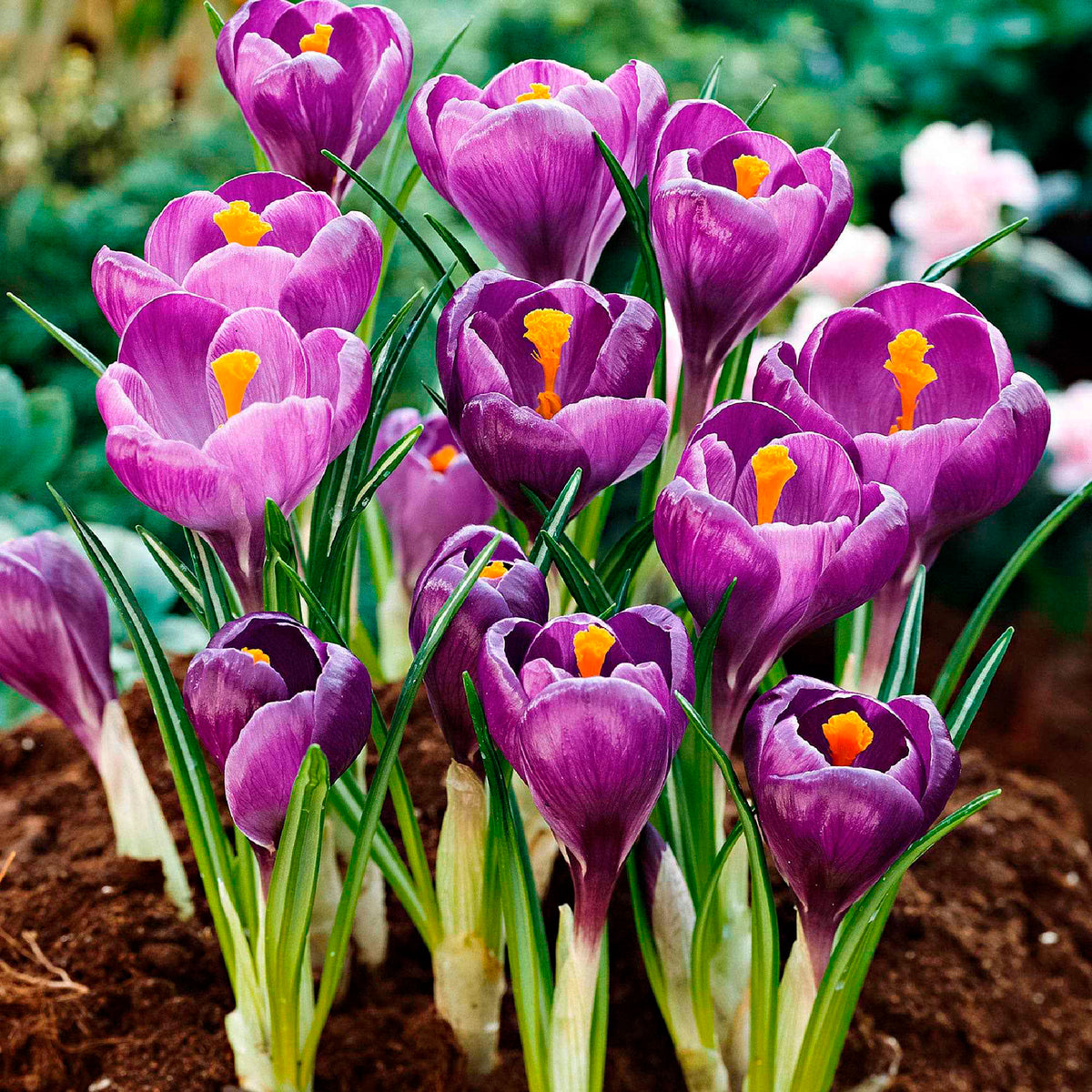 50 bienenfreundliche Blumenzwiebeln violett und weiß