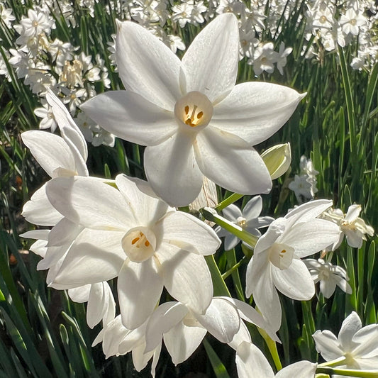 Narzisse Paperwhite - Bakker