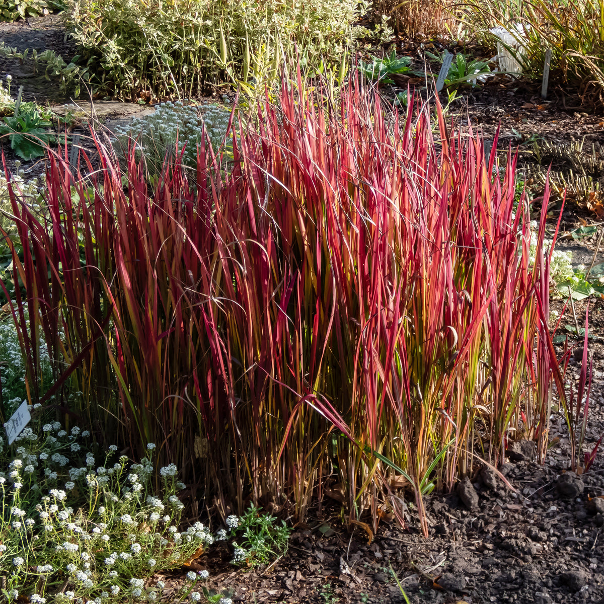 Japanisches Blutgras 'Red Baron' - Bakker
