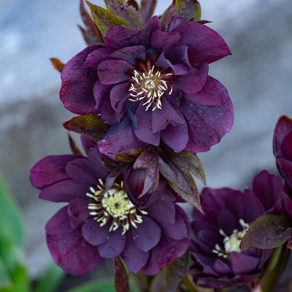 Verkauf gefüllte violette Helleborus Ellen (x2) - Helleborus orientalis Double Ellen Purple