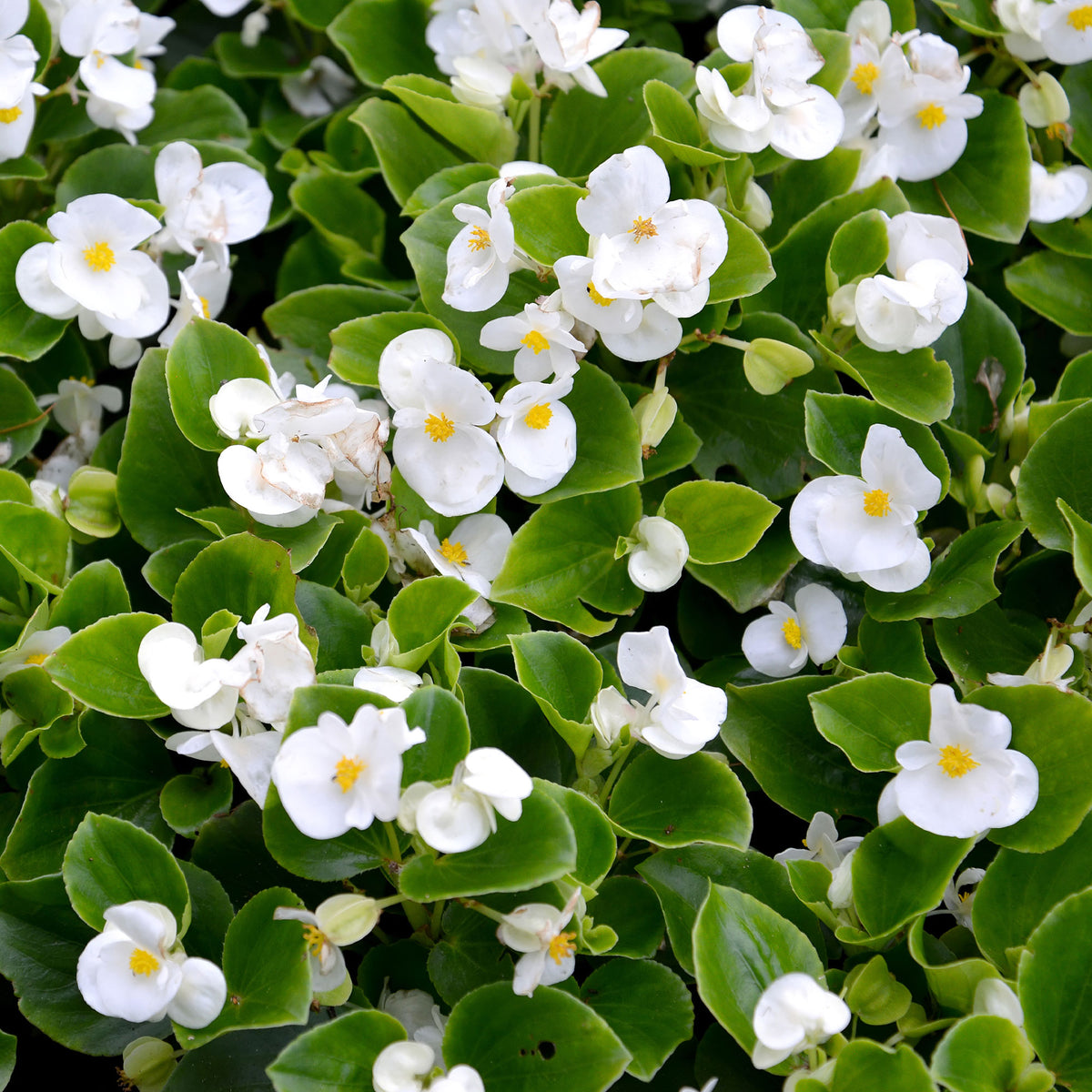 Blumen für Terrasse und Balkon - Weiße eisbegonie - Bégonia semperflorens white
