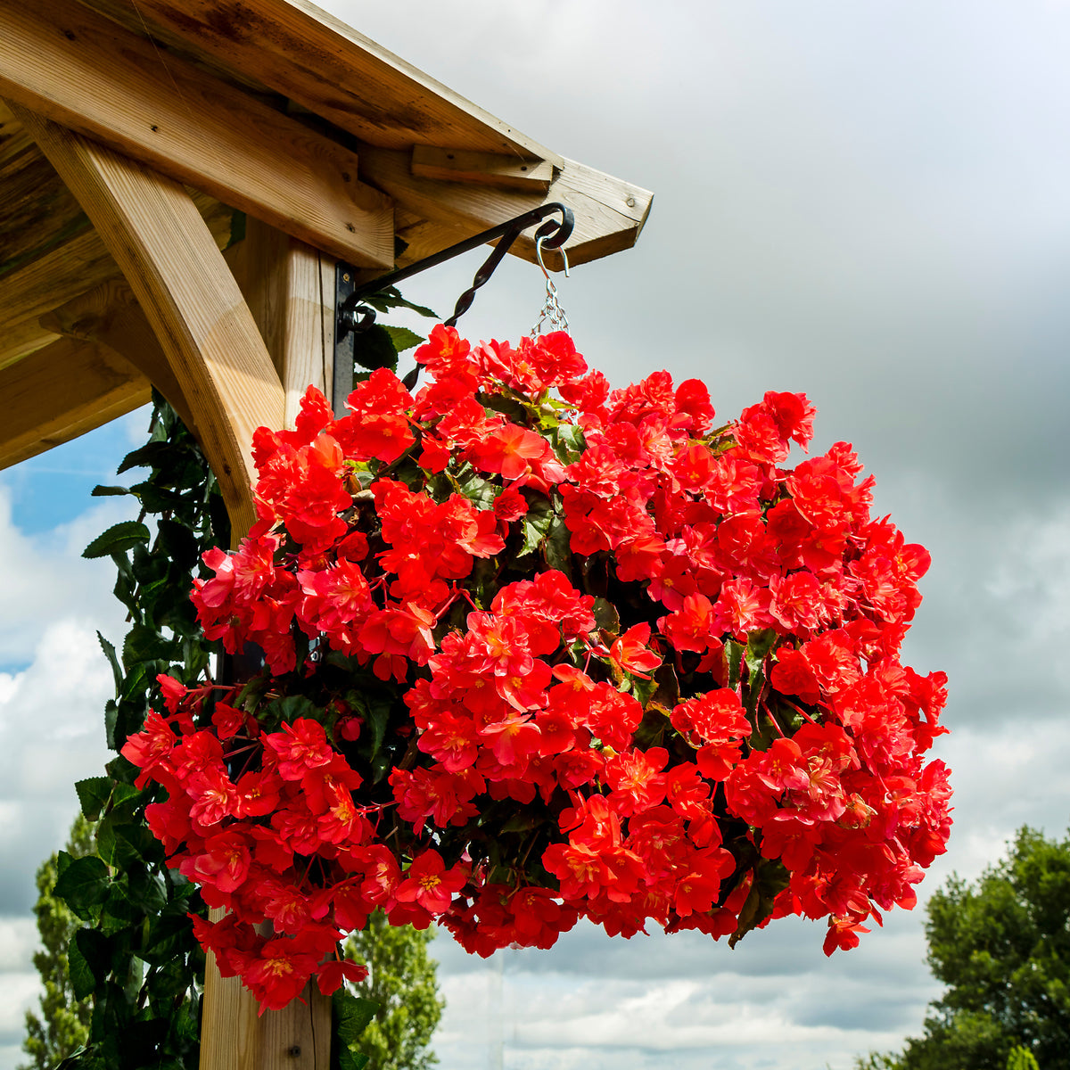 Bégonia pendula red - Rote Hängende Begonie - Blumen für Terrasse und Balkon