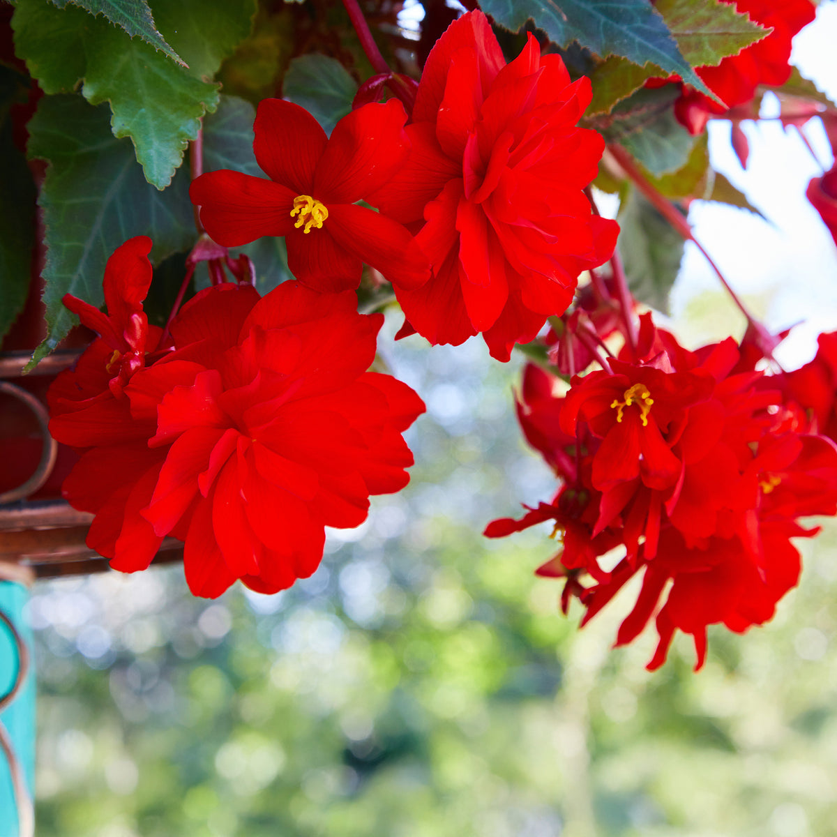 Rote Hängende Begonie - Bégonia pendula red - Bakker