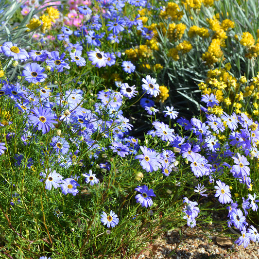 Brachyscome blau - Bakker