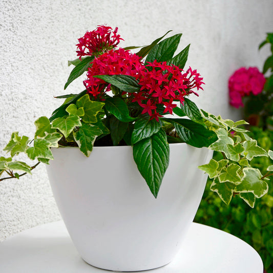 Rote Pentas - Fünfzahlstrauch - Bakker