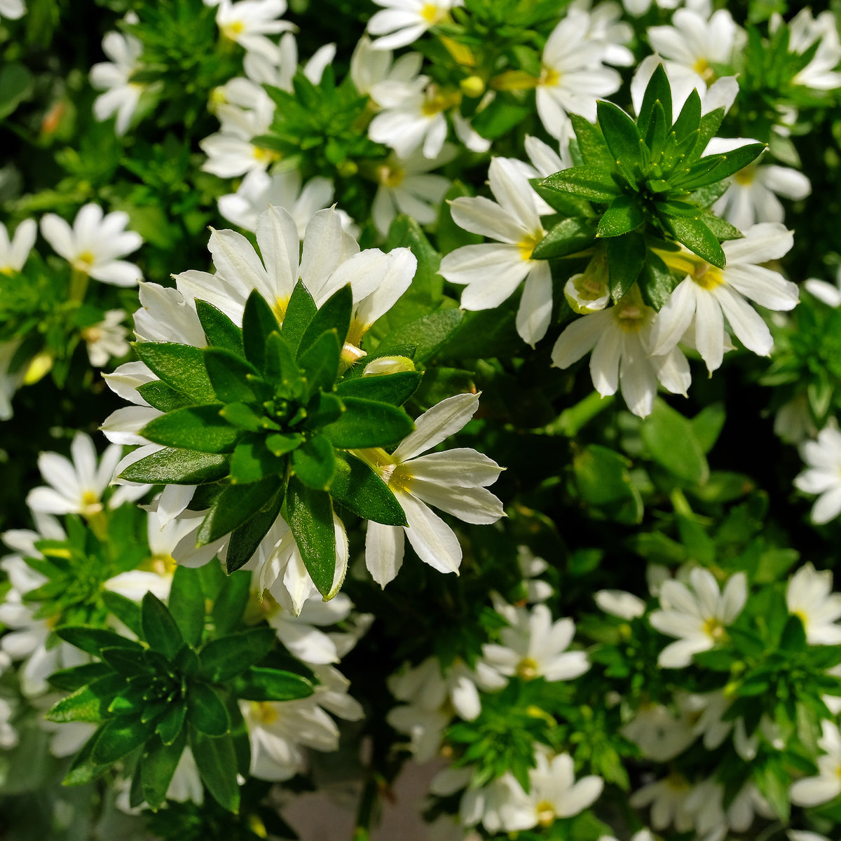 weiß Fächerblume - Bakker