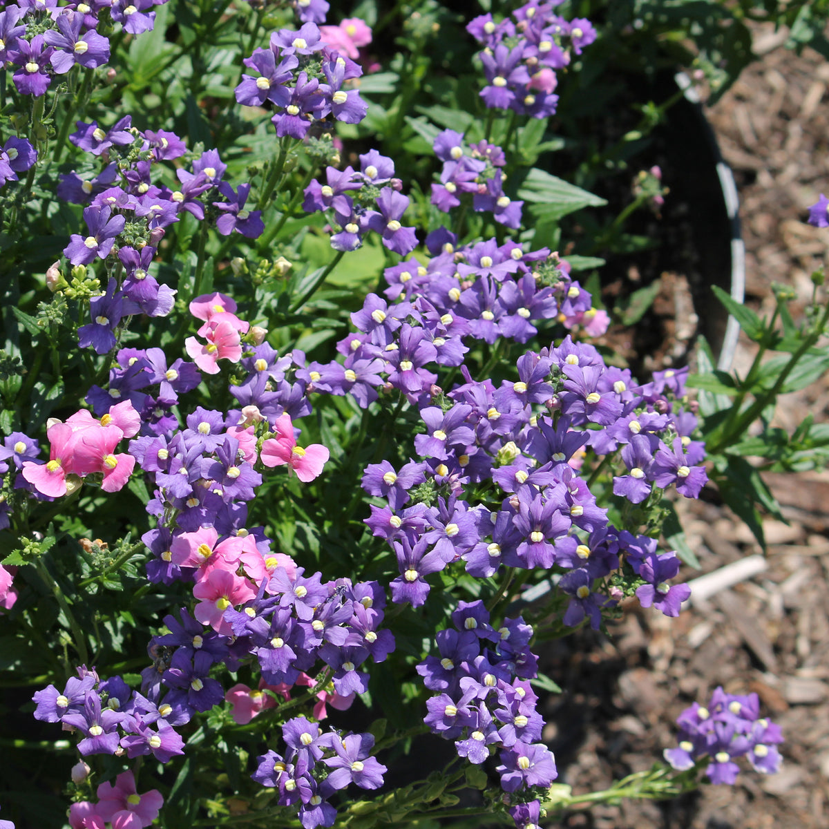 Nemesia blue - Blaue Elfenspiegel - Blumen für Terrasse und Balkon