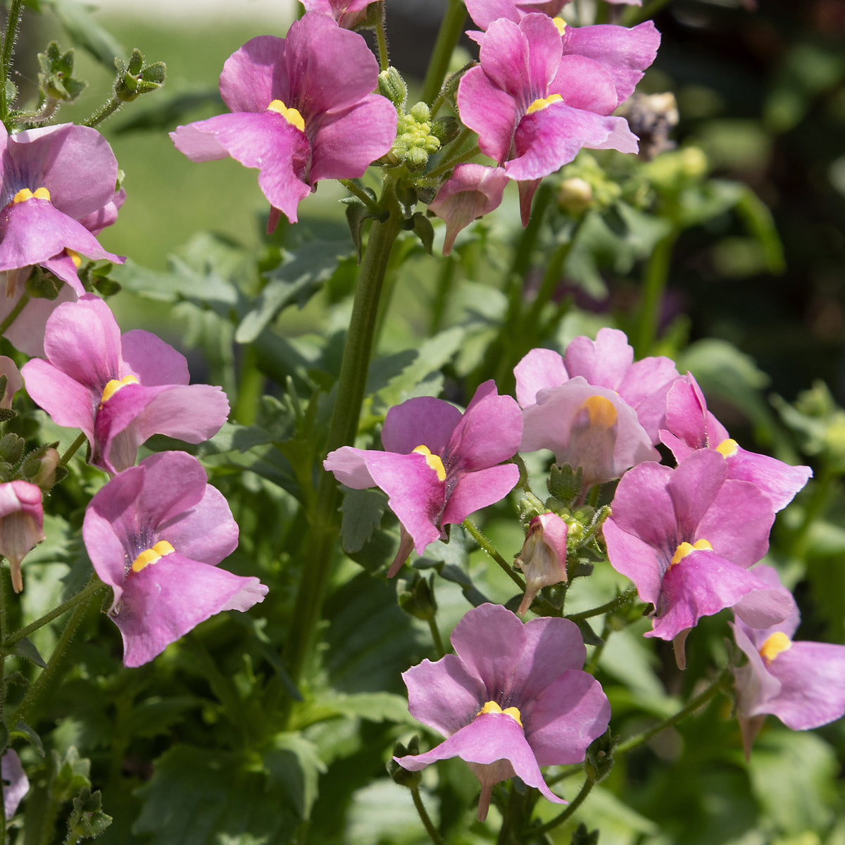 Rosa Elfenspiegel - Nemesia pink - Bakker