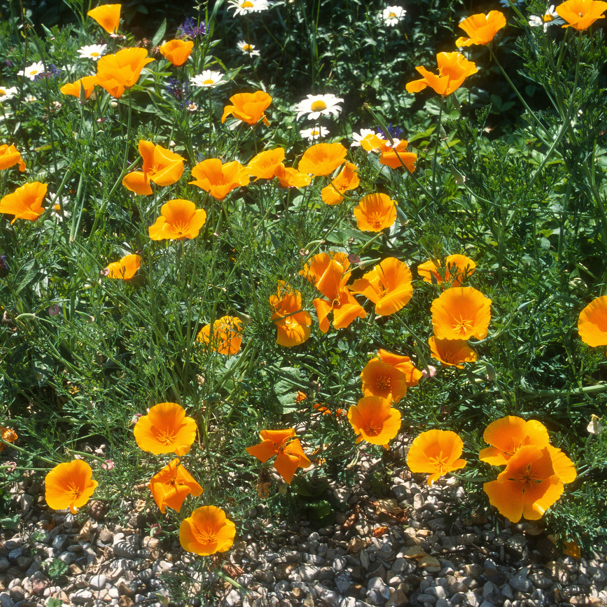 Kalifornischer Goldmohn - Eschscholzia californica 'Aurantiaca' - Bakker