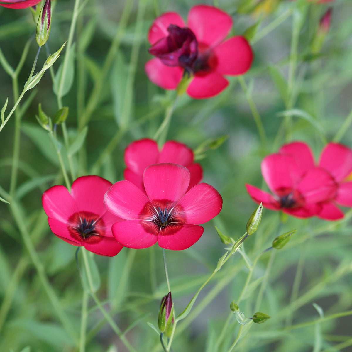 Roter Lein - Linum grandiflorum 'Rubrum' - Bakker