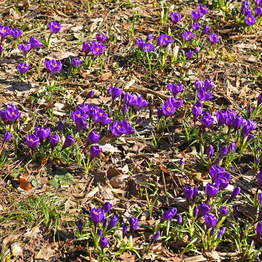 Krokus ‘Flower Record’ (x15) - Bakker