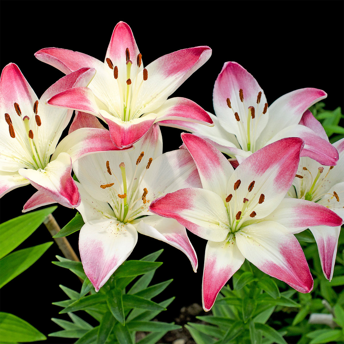 Lilium lollypop - Asiatische Lilien ‘Lollypop’ (x3) - Lilien-Zwiebeln