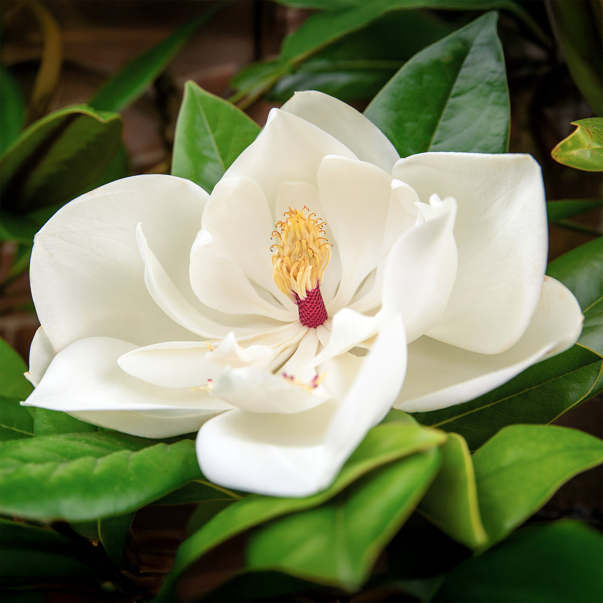 Magnolien - Großblütige Magnolie - Magnolia grandiflora